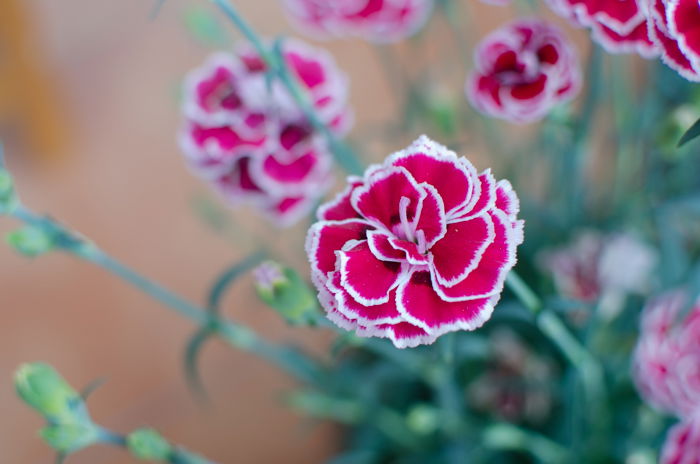 An ETTR flower image after bringing down the exposure