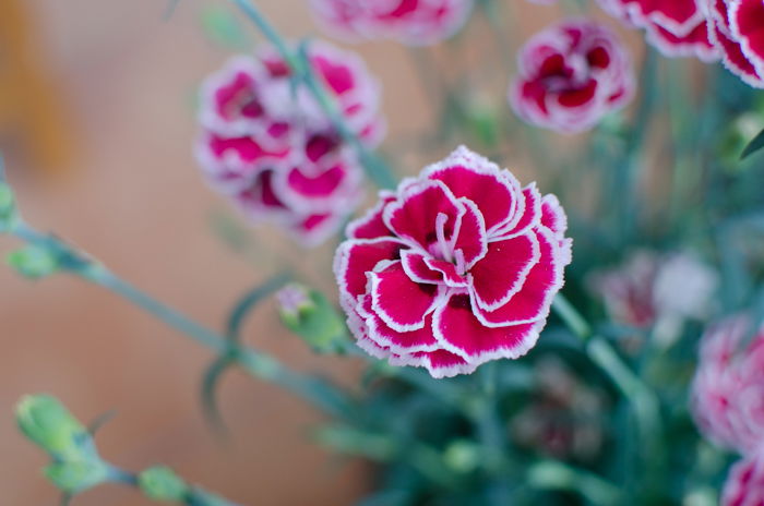 A well-exposed flower image straight from the camera