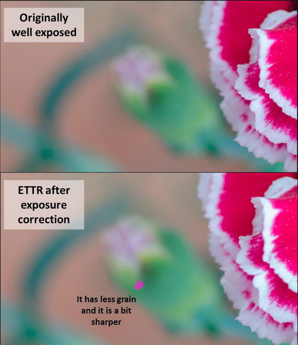 Flower photography diptych showing an originally well exposed photo and then ETTR after exposure correction