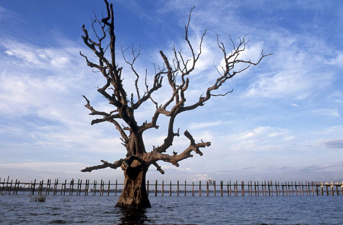 A dead tree in the middle of a lake 