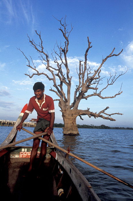 A man rowing a wooden boat in a lake in the foreground of a tree