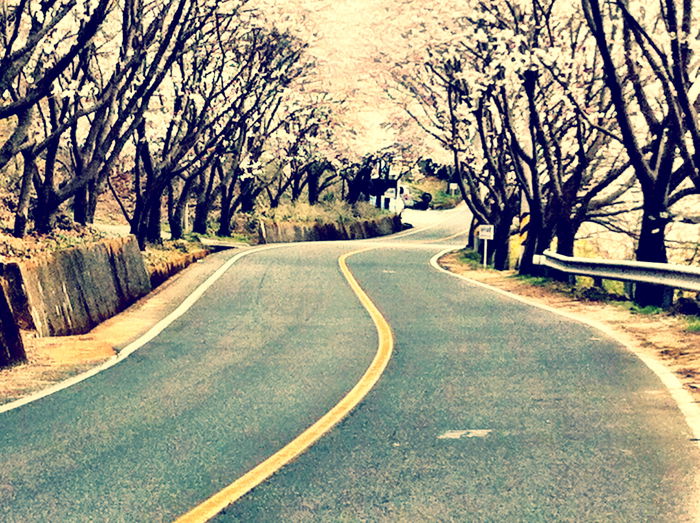 An eye level angleof a road lined with trees road. 