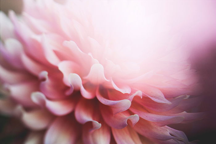 A close up photo of abstract flowers with a colorful pink blur