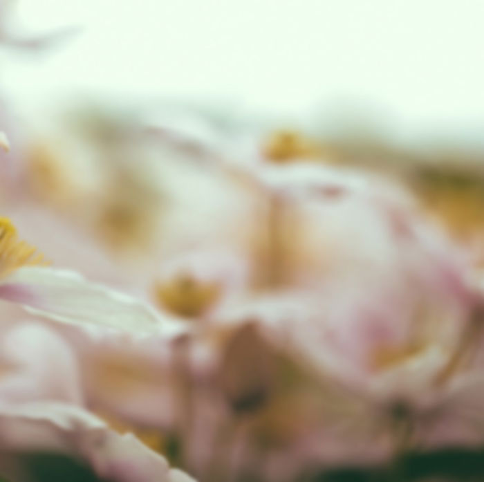 Blurry abstract flower photo