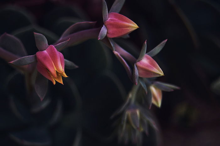 Atmospheric abstract flower photo