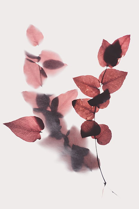 Artistic shot of dried leafs on a transparent surface