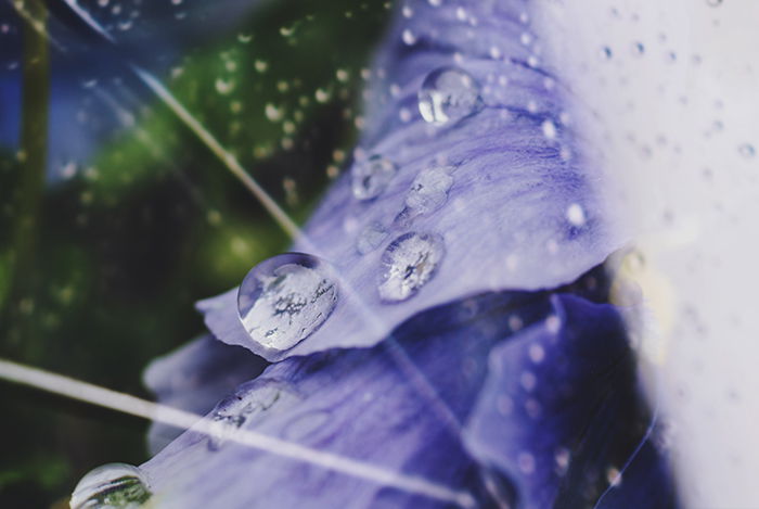 Blurry abstract flower photo of waterdrops on purple petals