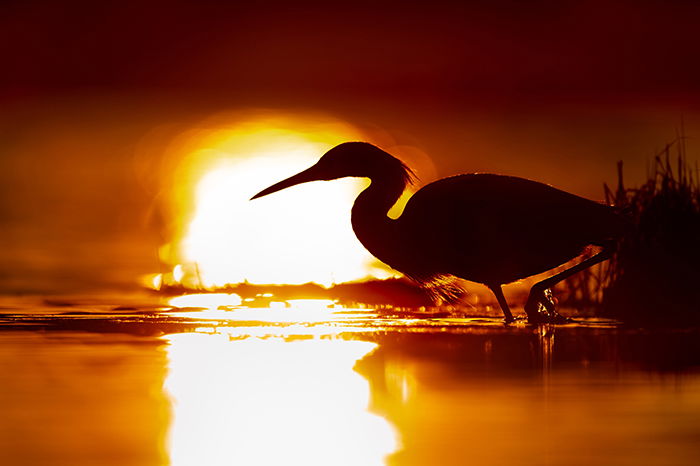 A crane is silhouetted against the warm glow of a sunset.