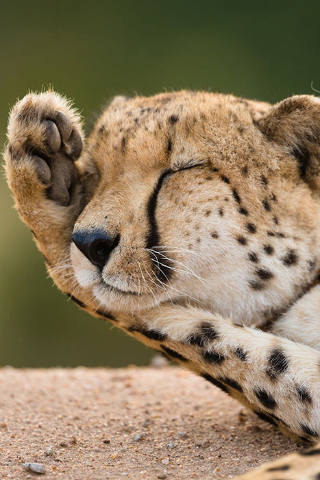 Atmospheric close up photo of a cheetah sleeping - cool animal photography examples