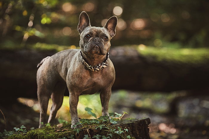 Adorable Outdoor Photo Shoot With a small brown dog