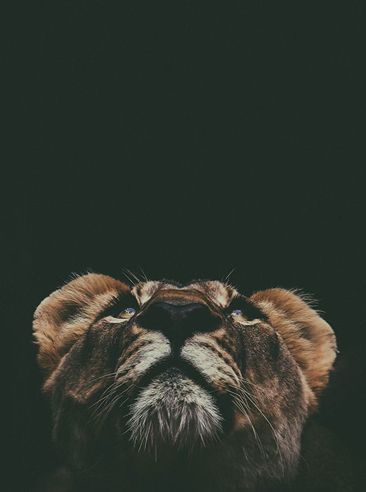 Atmospheric portrait of a lion against black background