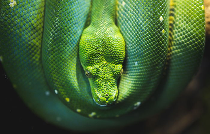 Cool overhead photo of a curled green snake - cool animal photography examples