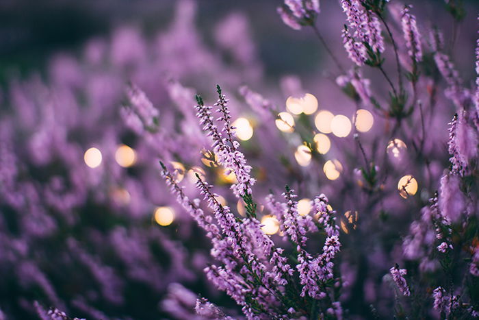 Beautiful photo of purple heather growing outdoors - form in photography 