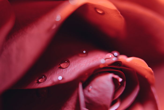 A close up photo of water droplets on a red rose - form in photography