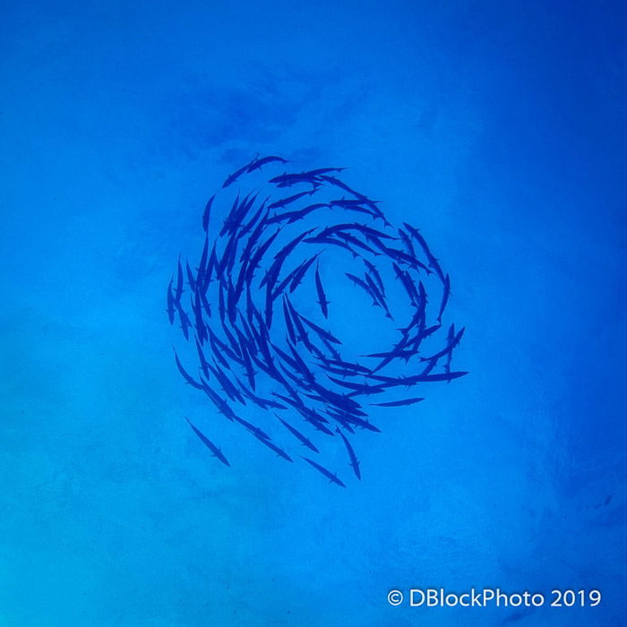 Atmospheric underwater ocean picture of a school of fish swimming in a circle