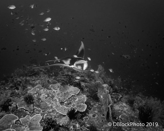 Black and white underwater ocean picture of a fish and other underwater marine life