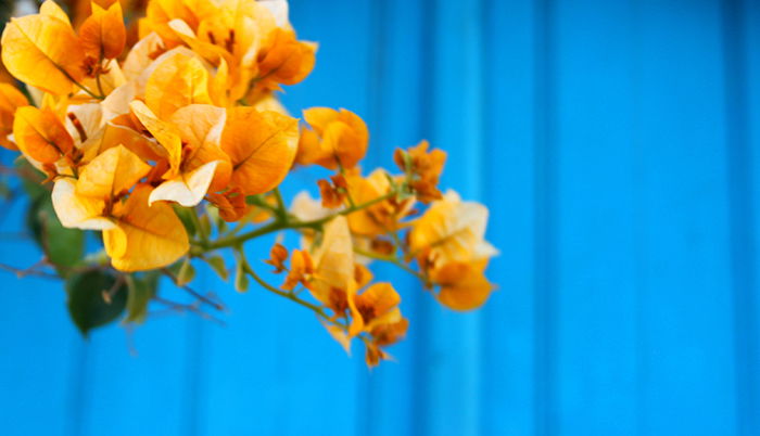 Colorful yellowish blossoms against a bright blue background - using vibrant colors in photography