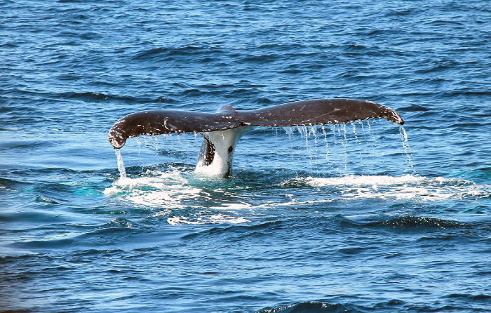 whale photography