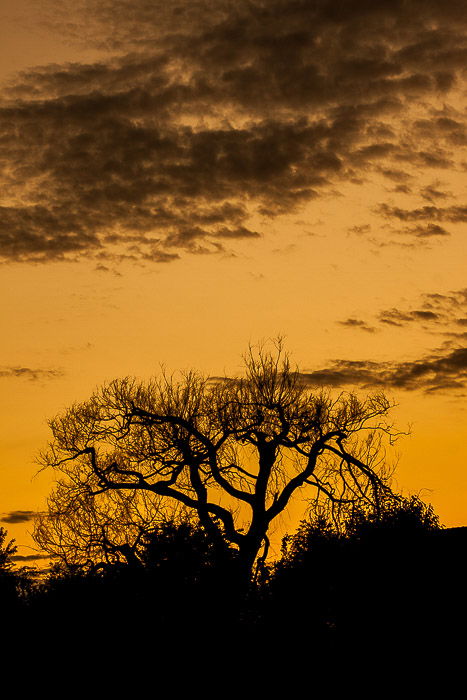 A tree in silhouette against a sunset sky