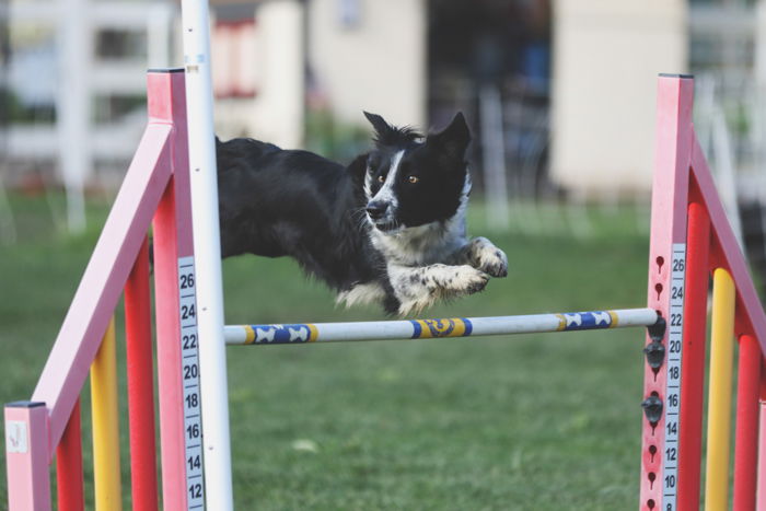 Cool pet photography action shot of a black and white dog jumping in an agility course