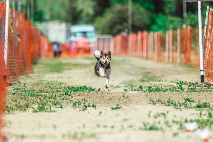 Cool dog action photo of a black and white dog running during an agility event