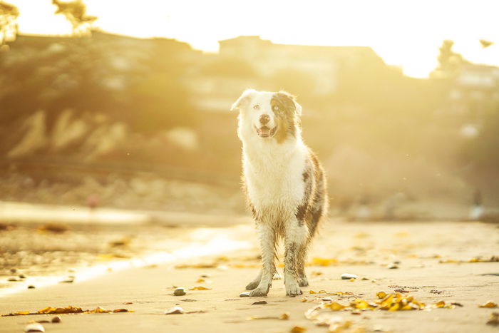 Cute pet portrait of a black and white dog standing on a beach during golden hour