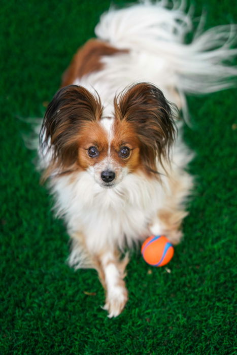 Cute pet portrait of a brown and white puppy on grass - exposure settings for pet photography