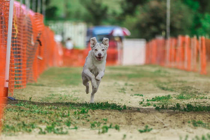 Action pet portrait of a dog running at an agility competition - exposure settings for pet photography