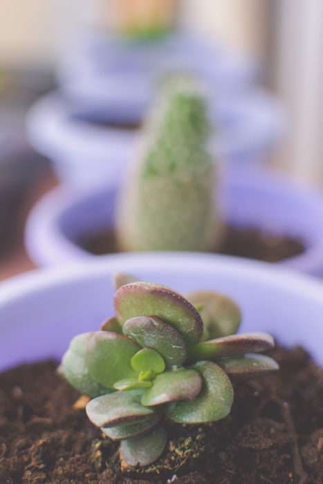 Close up of a plant in a purple pot with a row of blurry plant pots in the background - focus point photography 