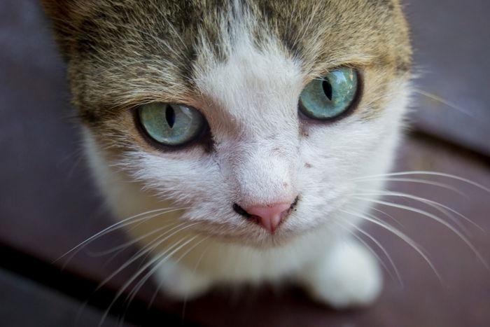 A close up portrait of a cat with focus on the eyes