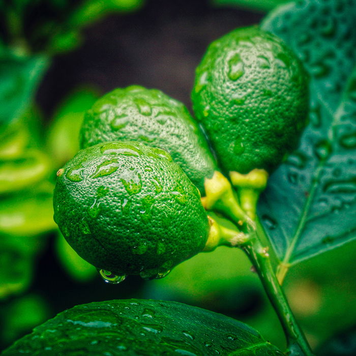 A stunning close up of a green plant shot using ring light photography