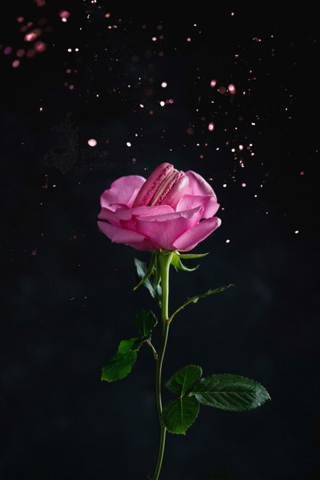 Cool still life featuring a rose against black background as an example for spring photography ideas