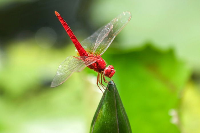 stunning shot of a red dragonfly on a leaf - beautiful dragonfly pictures