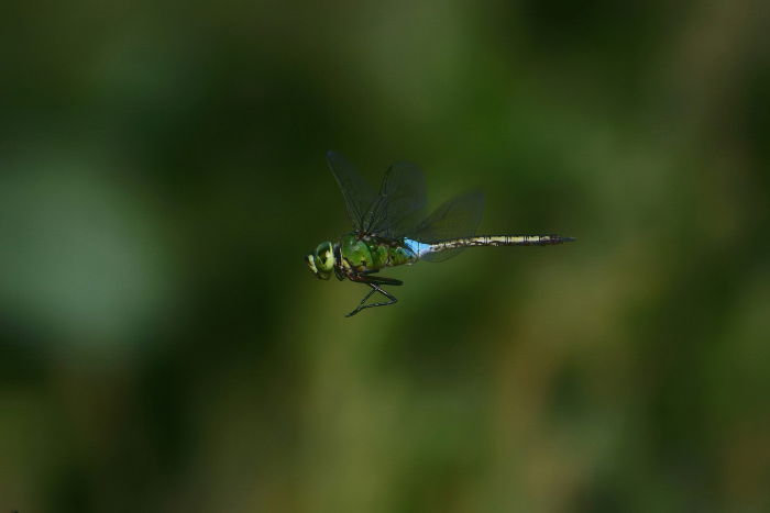 stunning shot of a green and blue dragonfly in flight - beautiful dragonflies pictures