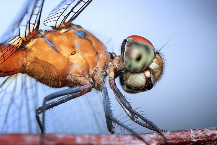 stunning macro photo of a dragonfly on a flower - beautiful dragonflies pictures