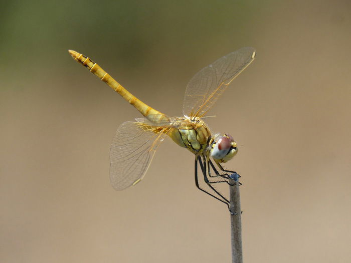 stunning shot of a yellow dragonfly on a blade of grass - beautiful dragonflies pictures