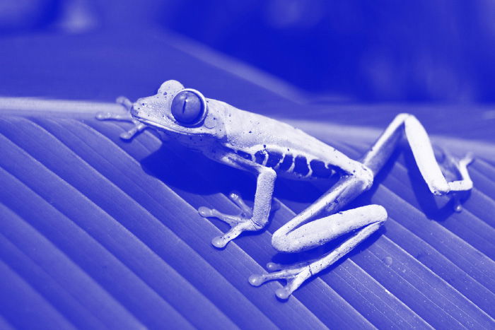 Blue tone monochromatic photo of a frog on a leaf