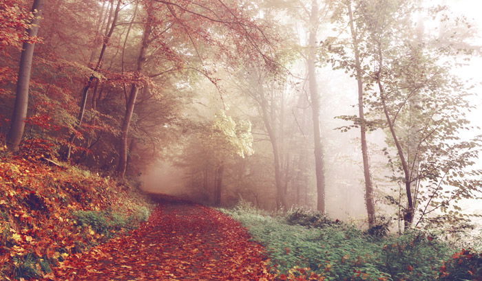 An autumnal scene dominated by red tones using color theory in landscape photography