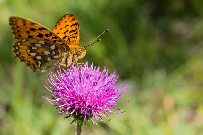 A brown butterfly perched on a pink flower using triadic colors