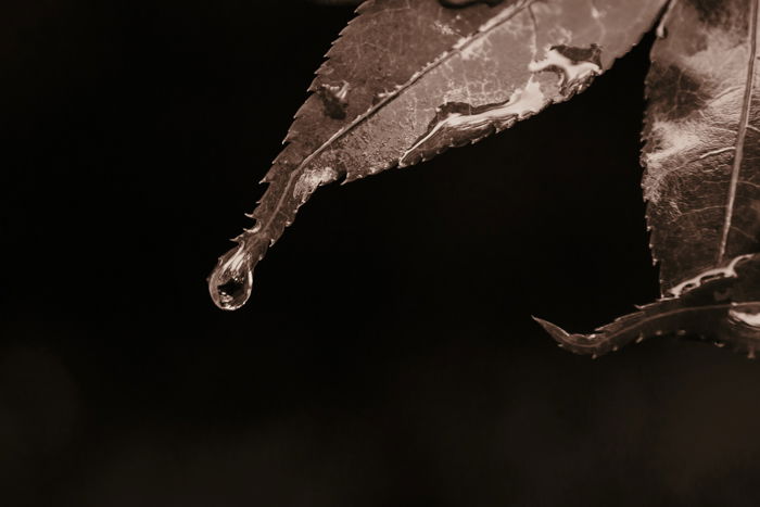 Sepia close up of a water drop rolling off a leaf