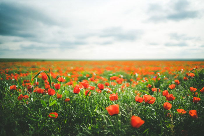 a beautiful landscape shot of a poppy field under a cloudy sky - stunning landscape photos 