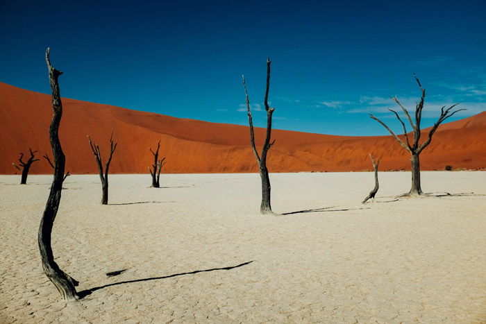 a beautiful shot of burnt trees in a desert landscape - stunning landscape photos 