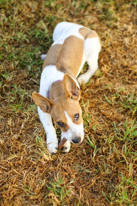 an outdoor pet portrait of a brown and white dog - aperture for pet photography