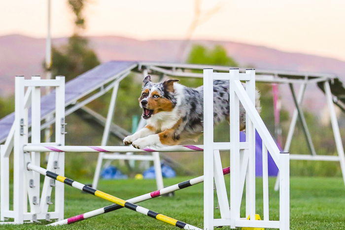 a dog jumping during a canine agility event