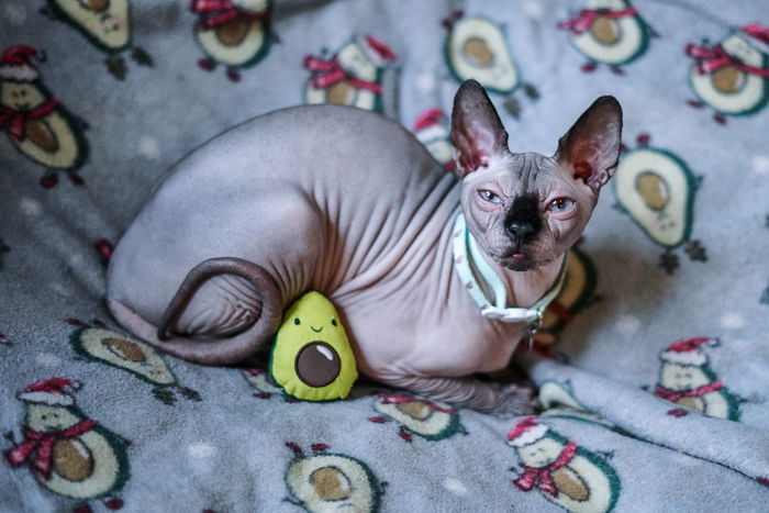 Cute portrait of a Spinx cat - aperture for pet photography