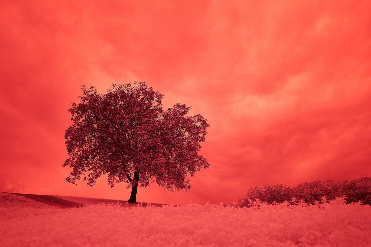 Alternative photography infrared tree landscape