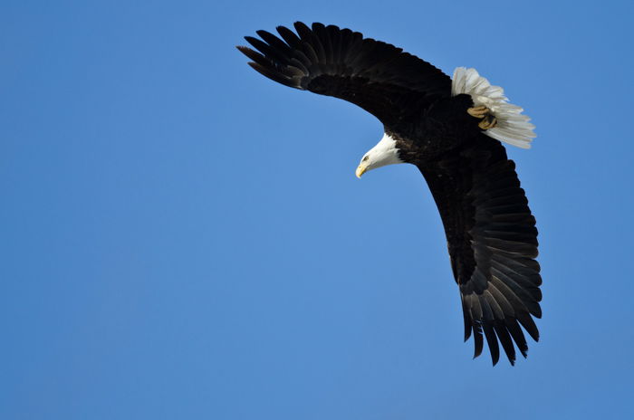 shutter speed for birds in flight