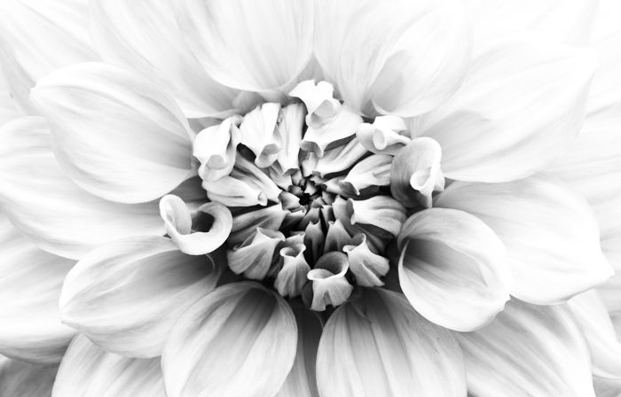 Atmospheric black and white macro photography of a flower