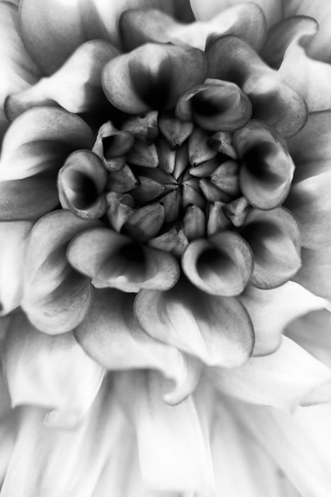 Artistic black and white macro photography of a flower