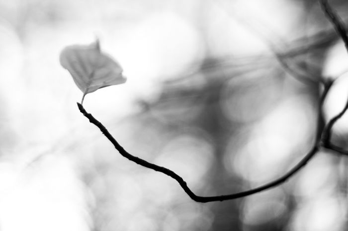 black and white macro photography of a flower